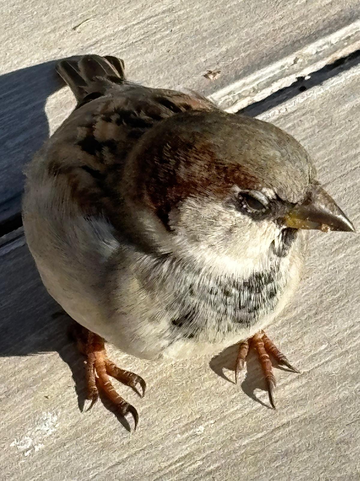 Vogelwelt - Görsel 2